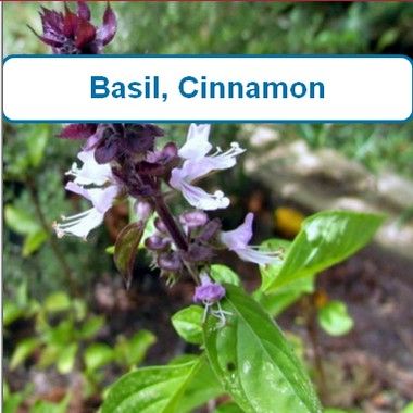 Basil, Cinnamon