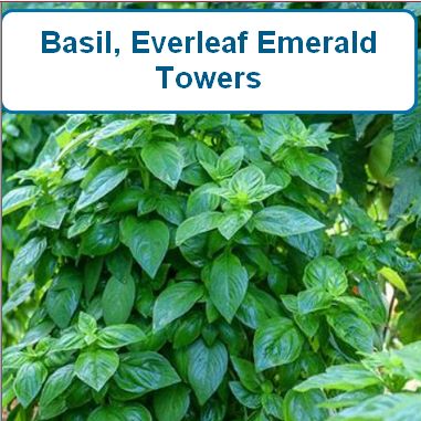Basil, Everleaf Emerald Towers