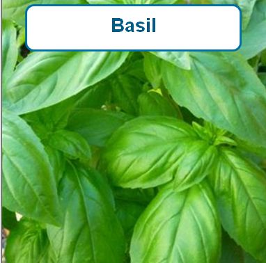 Basil