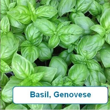 Basil, Genovese