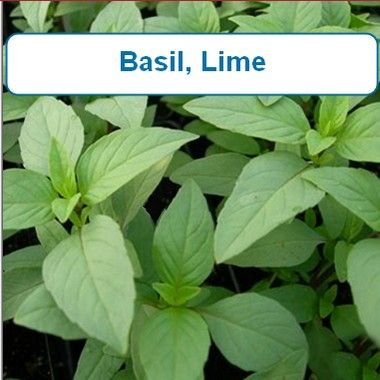 Basil, Lime