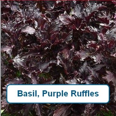 Basil, Purple Ruffles