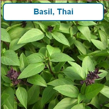 Basil, Thai