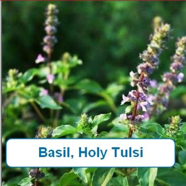 Basil,Tulsi, Holy