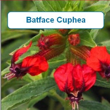 Bat face Cuphea