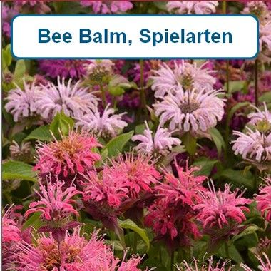 Bee Balm, Spielarten
