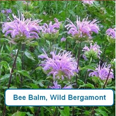 Bee Balm, Wild Bergamont
