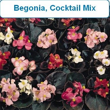 Begonia, Cocktail Mix