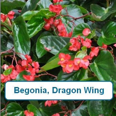 Begonia, Dragon Wing