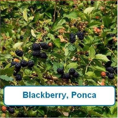 Blackberry, Ponca