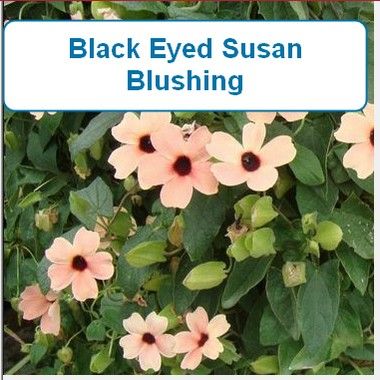 Black Eyed Susan Vine, blush
