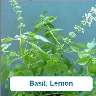 Basil, Lemon