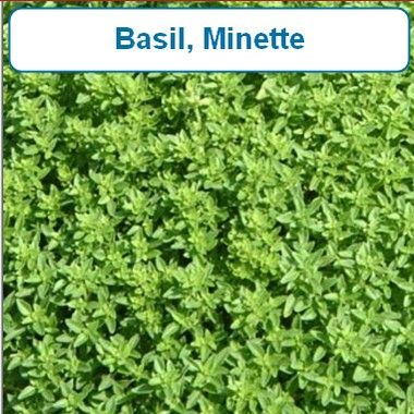 Basil, Minette