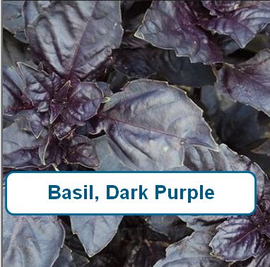 Basil, Dark Purple