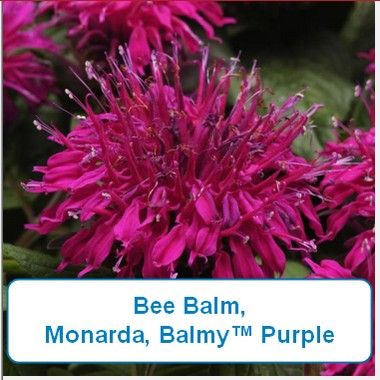 Bee Balm, Monarda, Balmy Purple
