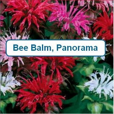 Bee Balm, Panorama mix