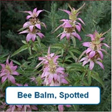 Bee Balm, spotted