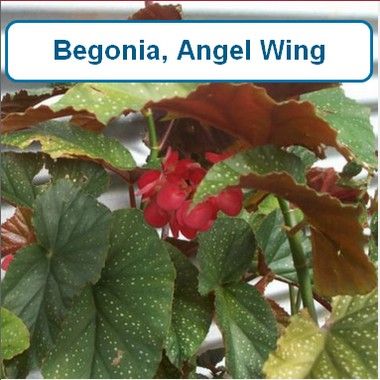 Begonia, Angel Wing