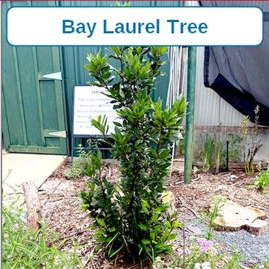 Bay Laurel Tree