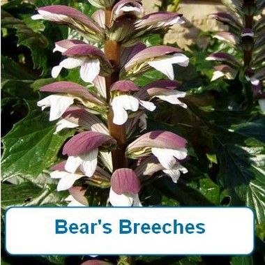 Bears Breeches