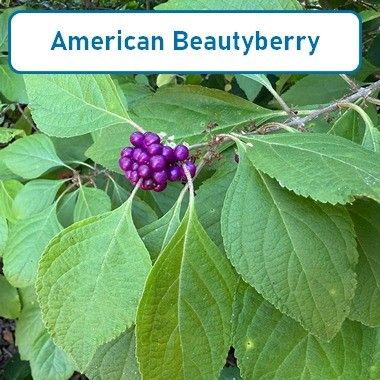 Beautyberry, American