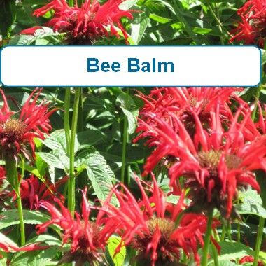 Bee Balm, Jacob Cline