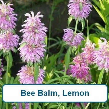 Bee Balm, Lemon