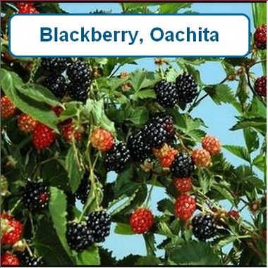 Blackberry, Ouachita
