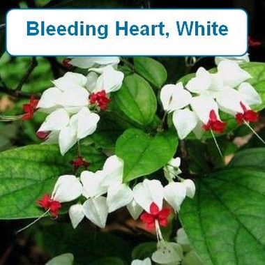 Bleeding Heart, white