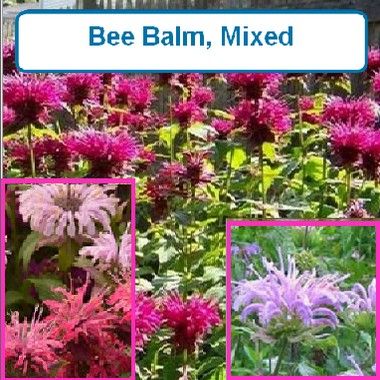 Bee Balm. Mixed