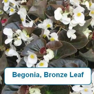 Begonia, Bronze Leaf