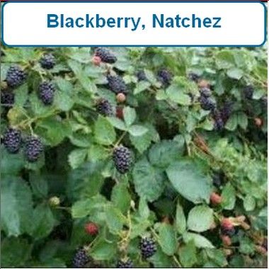 Blackberry, Natchez