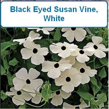 Black Eyed Susan Vine, White