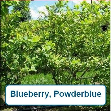 Blueberry, Powderblue