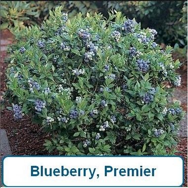 Blueberry, Premier