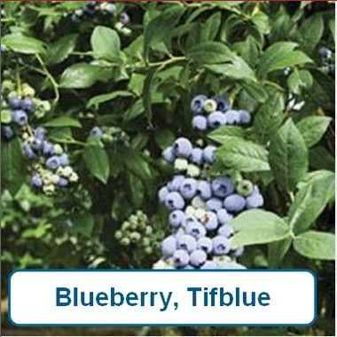 Blueberry, Tifblue