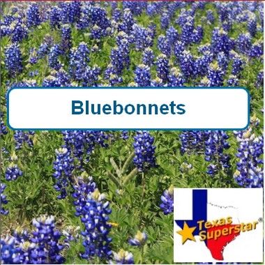 Bluebonnet