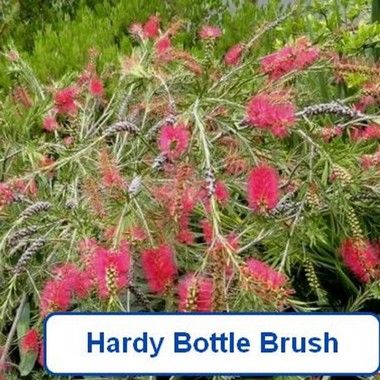 Bottle Brush-red