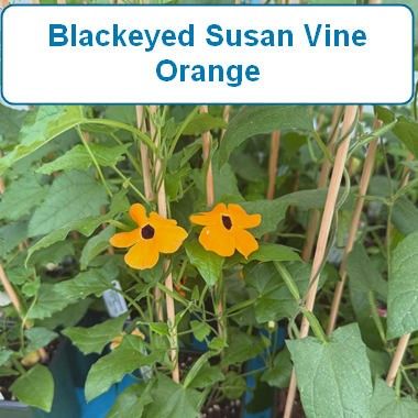 Black Eyed Susan Vine, Orange