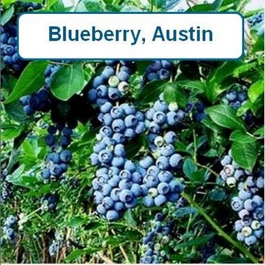 Blueberry, Austin