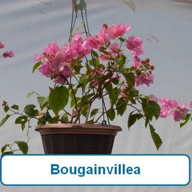Bougainvillea, HB