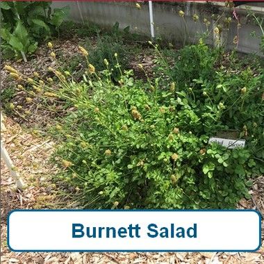 Burnet, Salad
