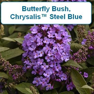 Butterfly Bush Dwarf, Chrysalis Steel Blue