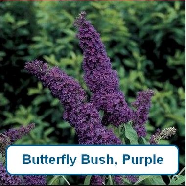 Butterfly Bush, Dwarf Purple