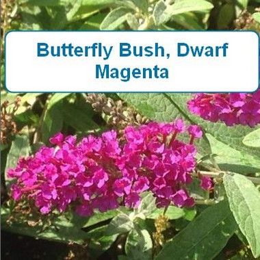 Butterfly Bush,  Dwarf Magenta