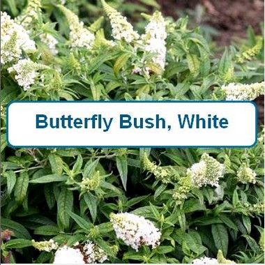 ButterflyBush,White