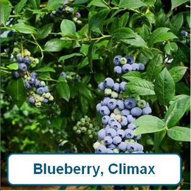Blueberry, Climax
