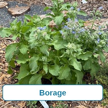 Borage