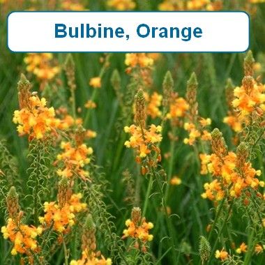 Bulbine, Orange
