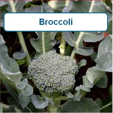 Broccoli